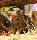 Curious meerket in Marwell Zoo England