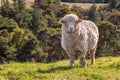 Curious merino sheep standing on grass with blurred background Royalty Free Stock Photo