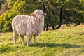 Curious merino sheep standing on grass and watching