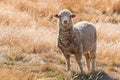 Curious merino sheep standing on grassy hill
