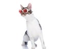 curious metis cat with sunglasses looking to side and standing