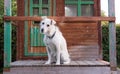 Curious mixed breed dog