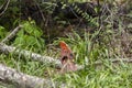 Curious, Molting Male Cardinal