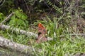 Curious, Molting Male Cardinal