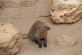 curious mongooses between two stones