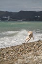 Curious mongrel dog by blue sea in storm Was scared of wave and jumped aside with funny muzzle. Mestizo White Swiss shepherd with