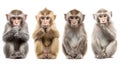 Curious monkey baby monkey animal portrait white background group expression sitting primate cute Royalty Free Stock Photo