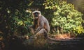 A curious monkey is comfortably sitting on a large rock in the woods. Royalty Free Stock Photo