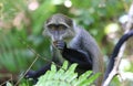 Curious monkey eat leaf Royalty Free Stock Photo