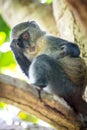 Curious monkey look from tree Royalty Free Stock Photo