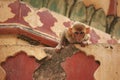 Curious monkey in Monkey Temple. Cute monkey looks in camera