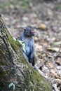 Curious Monkey on Mossy Tree Trunk in Forest, Side Profile Portrait of a Primate Royalty Free Stock Photo