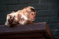 a monkey laying on the ledge of a building as the sun shines