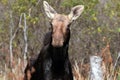 Curious Moose Royalty Free Stock Photo