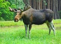 Curious Moose Royalty Free Stock Photo