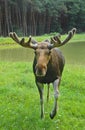 Curious Moose Royalty Free Stock Photo