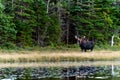 Curious Moose in the forest close to lake Royalty Free Stock Photo