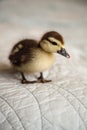 Curious Mottled duckling Anas fulvigula on a blue background Royalty Free Stock Photo