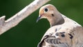 Curious Mourning Dove Looking Over Its Shoulder Royalty Free Stock Photo