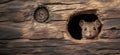 Curious mouse peeking from hole in rustic wooden log with detailed texture Royalty Free Stock Photo