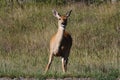 Curious Mule Deer Royalty Free Stock Photo