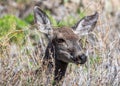 Curious Mule Deer Royalty Free Stock Photo