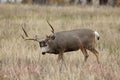 Curious Mule Deer Buck Royalty Free Stock Photo