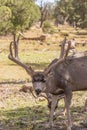 Curious Mule Deer Buck Royalty Free Stock Photo