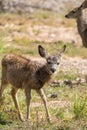 Curious Mule Deer Fawn Royalty Free Stock Photo