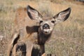 Curious Mule Deer Fawn Royalty Free Stock Photo