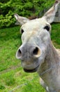 Curious Mule Royalty Free Stock Photo