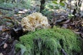 A curious mushroom, the frizzy mother hen