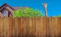 Curious neighbor behind backyard fence and house Royalty Free Stock Photo