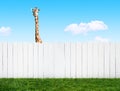 Curious neighbor Royalty Free Stock Photo