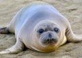 Elephant seal, new born pup or infant, big sur, california Royalty Free Stock Photo