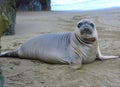 Elephant Seal, New Born Pup Or Infant, Big Sur, California
