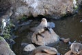 Curious New Zealand sea lion Royalty Free Stock Photo