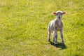 Curious newborn lamb bleating on green grass meadow with copy space