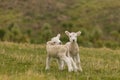 Curious newborn lambs