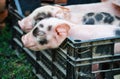 Curious Newborn pigs in a crate on green grass