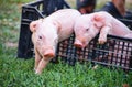 Curious Newborn pigs on green grass