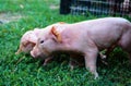 Curious Newborn pigs on green grass Royalty Free Stock Photo