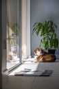 A curious and nosey beagle hound looks behind him while he`s taking in the sun