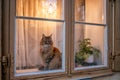 A curious orange cat on a window sill in Stockholm - 2 Royalty Free Stock Photo