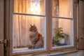 A curious orange cat on a window sill in Stockholm - 1 Royalty Free Stock Photo