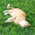 Curious orange domestic cat sleeping in the lush green grass