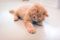 Curious Orange Kitten Plays with a Red Dot from a Laser Pointer