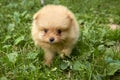 Curious orange Pomeranian Spitz puppy on green grass background goes to camera