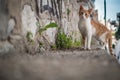 Curious Orange And White Cat 