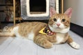 curious orange and white tabby cat wearing yellow scarf